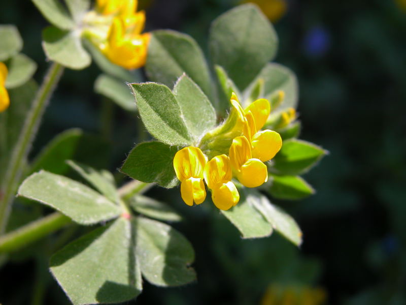 Medicago marina ? no, Lotus creticus